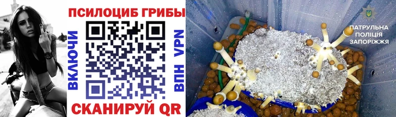 Галлюциногенные грибы Psilocybine cubensis Абакан
